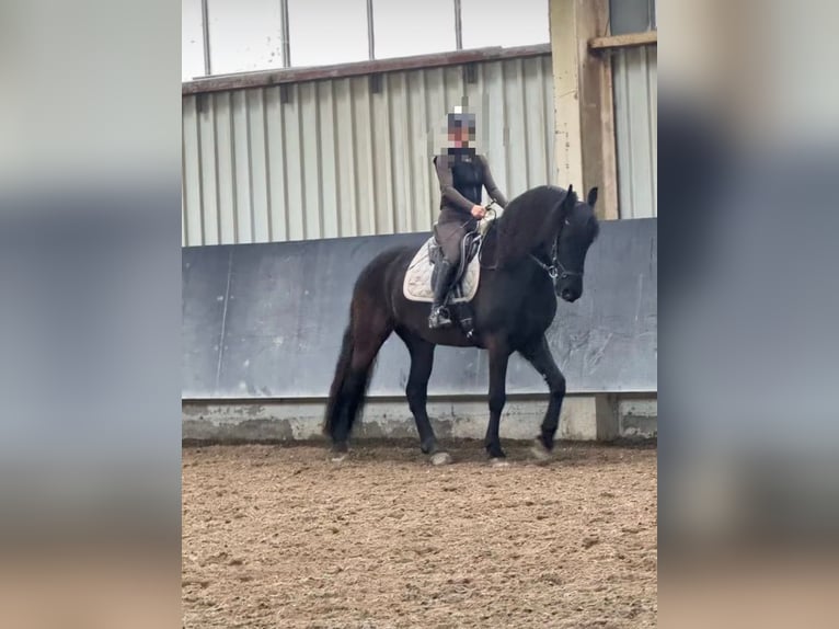Friesen Wallach 13 Jahre 167 cm Rappe in Kapsweyer
