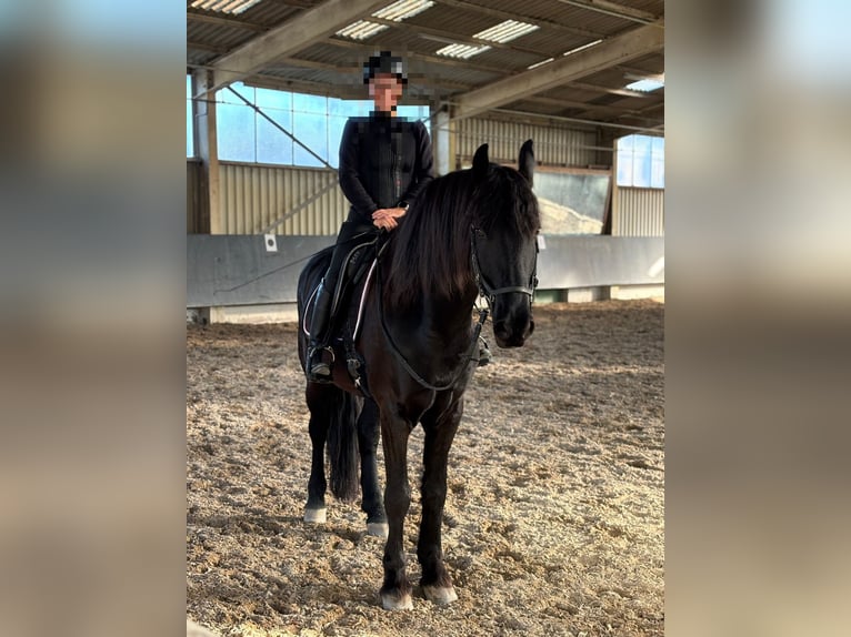 Friesen Wallach 13 Jahre 167 cm Rappe in Kapsweyer