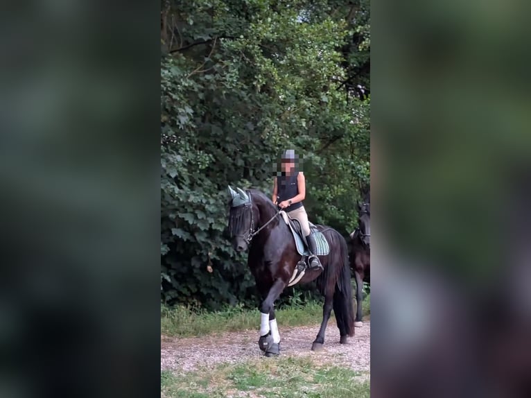 Friesen Wallach 13 Jahre 167 cm Rappe in Kapsweyer
