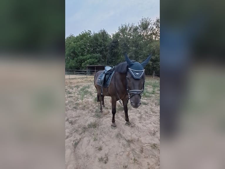 Friesen Mix Wallach 14 Jahre 138 cm Rappe in Wiesbaden