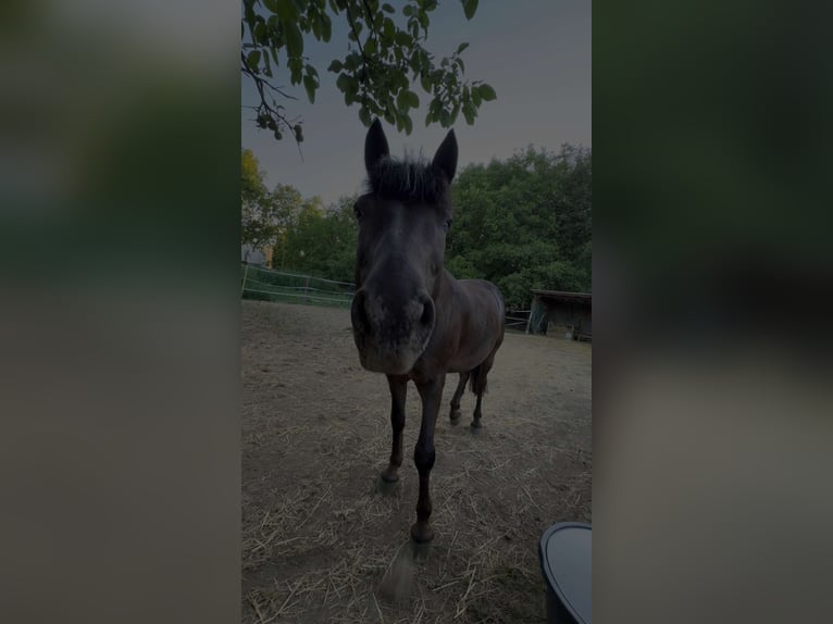 Friesen Mix Wallach 14 Jahre 138 cm Rappe in Wiesbaden