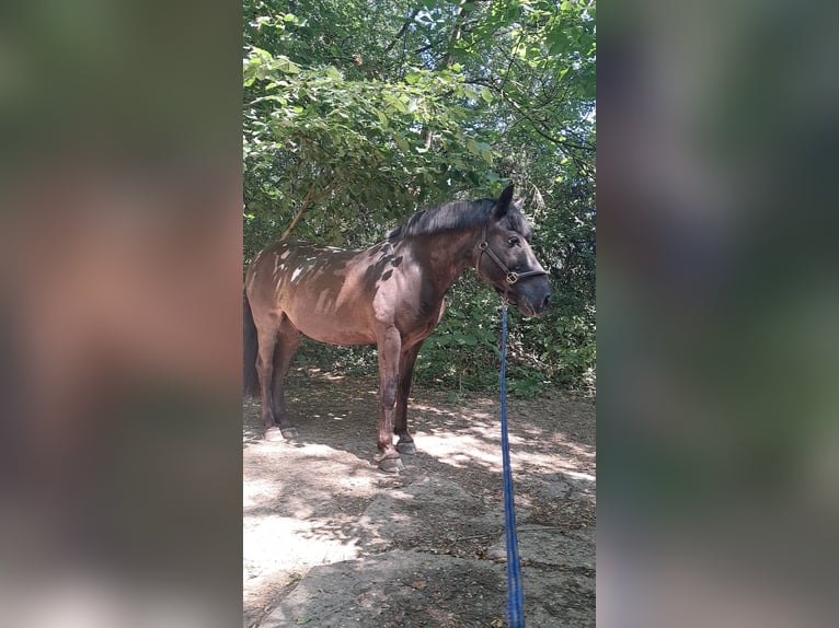 Friesen Mix Wallach 14 Jahre 138 cm Rappe in Wiesbaden