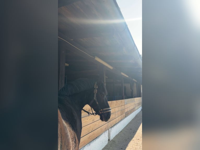Friesen Mix Wallach 14 Jahre 138 cm Rappe in Wiesbaden
