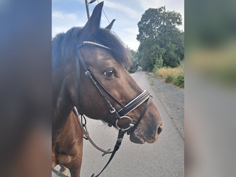 Friesen Mix Wallach 14 Jahre 138 cm Rappe in Wiesbaden