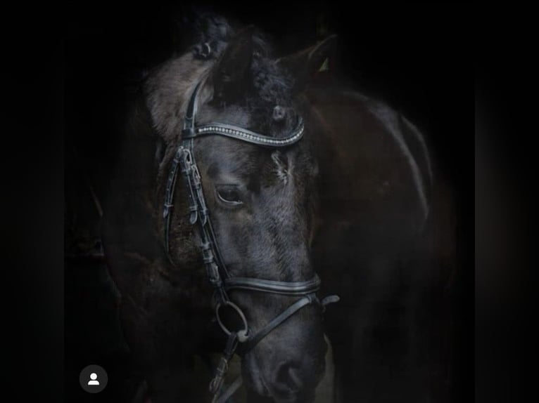 Friesen Mix Wallach 14 Jahre 149 cm Rappe in Schöffengrund