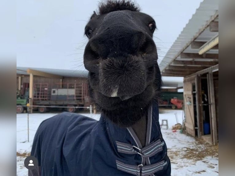 Friesen Mix Wallach 14 Jahre 149 cm Rappe in Schöffengrund