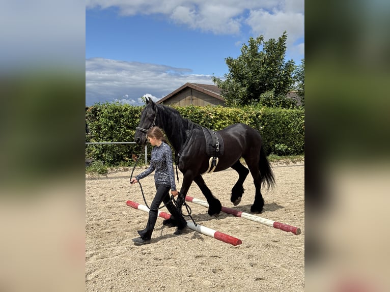 Friesen Wallach 14 Jahre 161 cm  in Kirchberg an der Murr