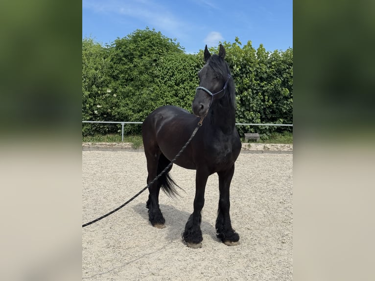 Friesen Wallach 14 Jahre 161 cm  in Kirchberg an der Murr