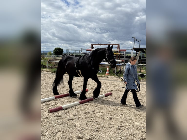 Friesen Wallach 14 Jahre 161 cm  in Kirchberg an der Murr