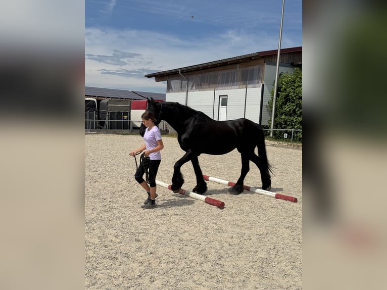 Friesen Wallach 14 Jahre 161 cm  in Kirchberg an der Murr