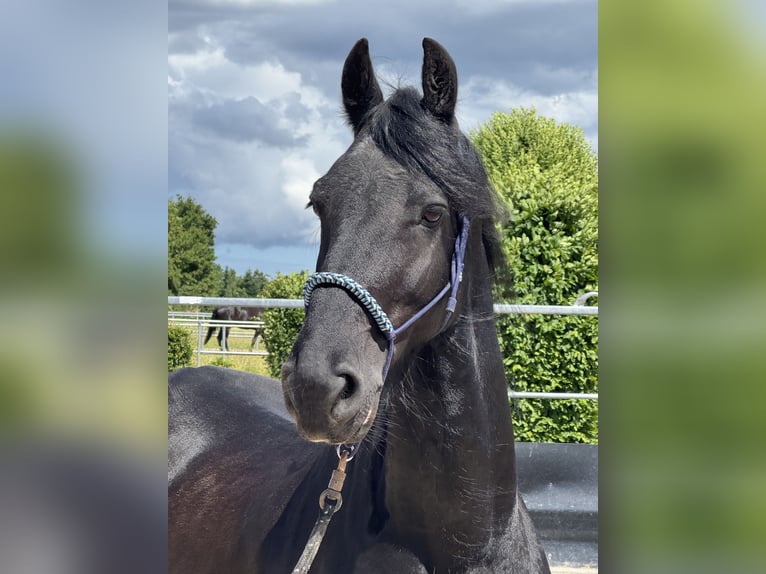 Friesen Wallach 14 Jahre 161 cm  in Kirchberg an der Murr