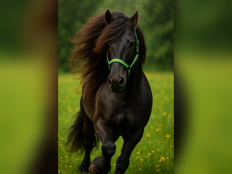 Friesen Wallach 14 Jahre 162 cm Rappe in Erding