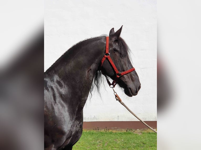 Friesen Wallach 14 Jahre 164 cm Rappe in Rheda-Wiedenbrück