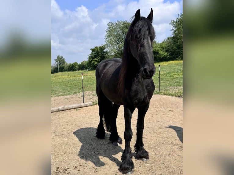 Friesen Wallach 14 Jahre 164 cm Rappe in Köln