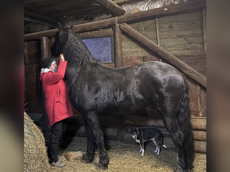 Friesen Wallach 14 Jahre 168 cm Rappe in Laubach
