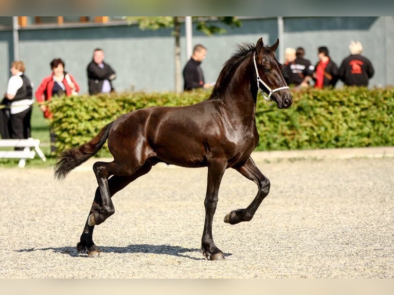 Friesen Wallach 14 Jahre 168 cm Rappe in Hägerfelde