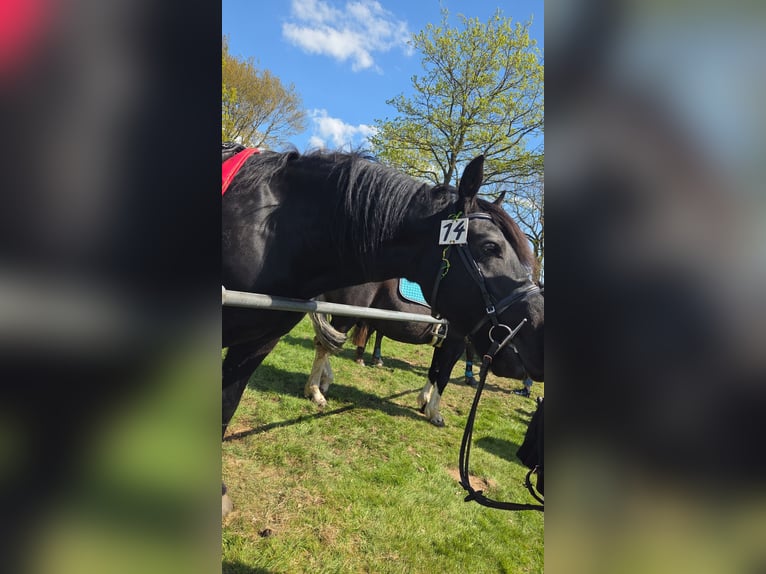 Friesen Mix Wallach 15 Jahre 152 cm Rappe in Tielenhemme