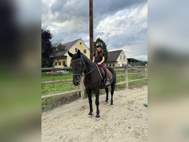 Friesen Mix Wallach 15 Jahre 156 cm Rappe in Bad Schwanberg Friesen Mix Wallach 15 Jahre 156 cm Rappe in Bad Schwanberg