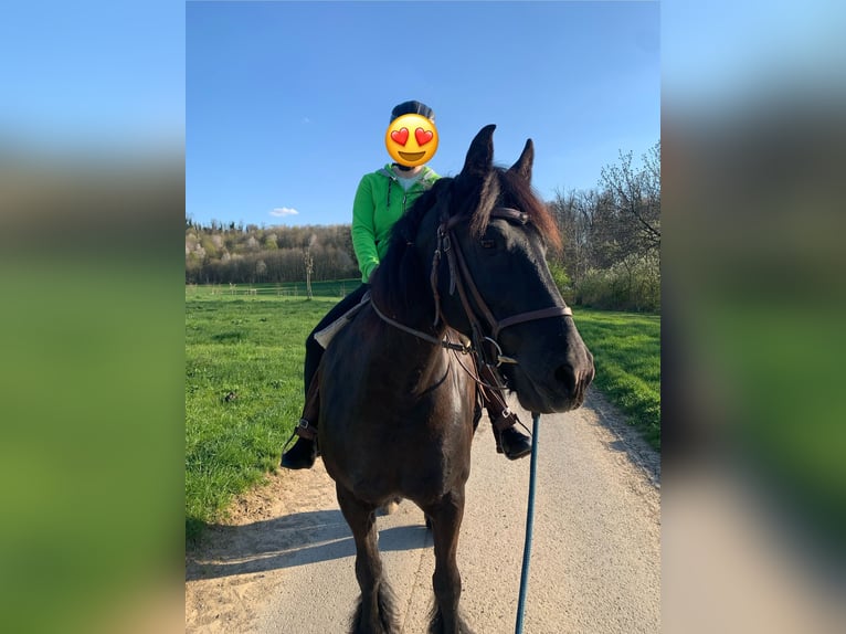 Friesen Mix Wallach 15 Jahre 158 cm Rappe in Hochdorf Eberdingen