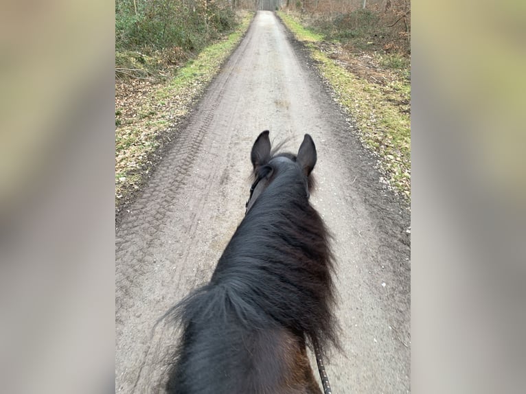 Friesen Mix Wallach 15 Jahre 158 cm Rappe in Hochdorf Eberdingen