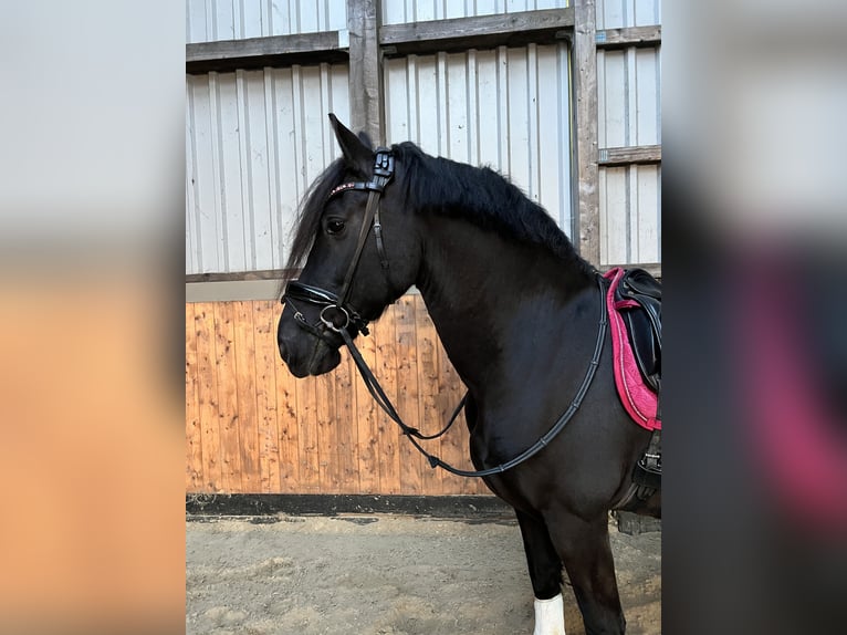 Friesen Wallach 15 Jahre 160 cm Rappe in Rantrum