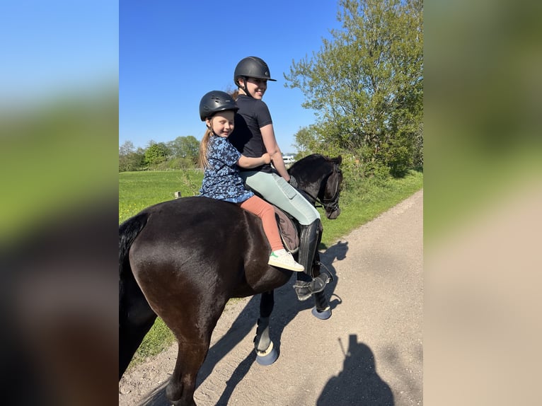 Friesen Wallach 15 Jahre 160 cm Rappe in Rantrum