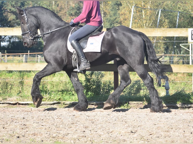 Friesen Wallach 15 Jahre 162 cm Rappe in Achtmaal