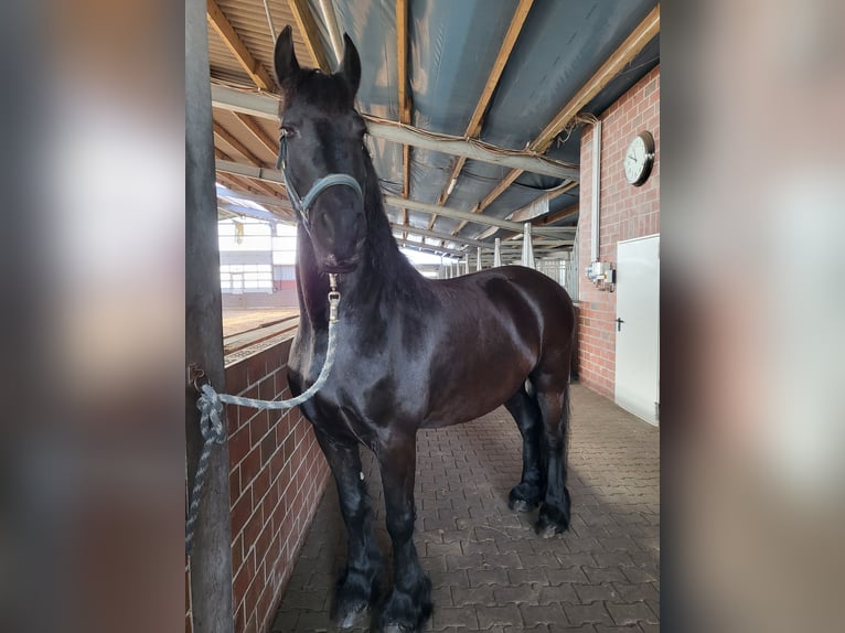 Friesen Wallach 15 Jahre 162 cm Rappe in Barßel