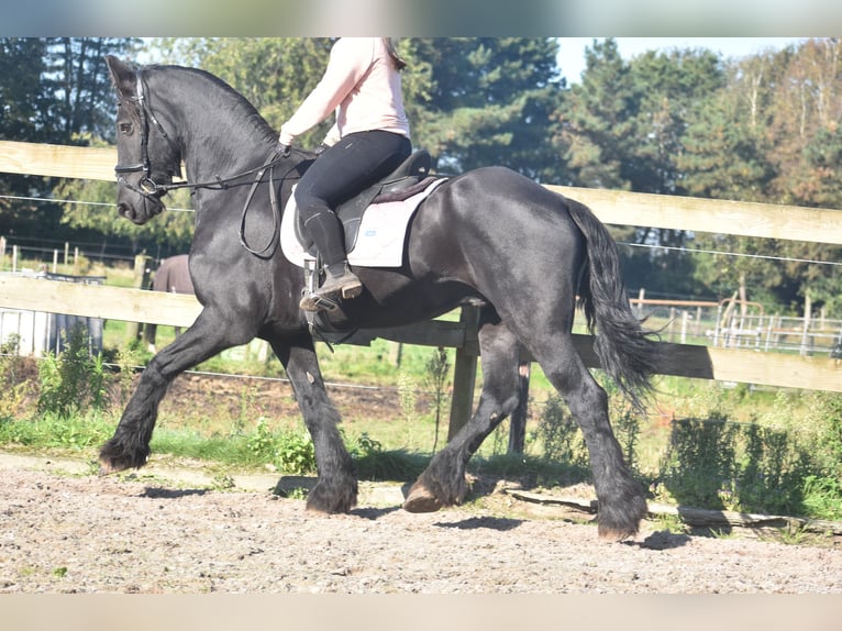 Friesen Wallach 15 Jahre 163 cm Rappe in Achtmaal