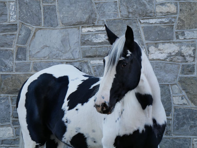 Friesen Mix Wallach 15 Jahre 163 cm in Lancaster, PA