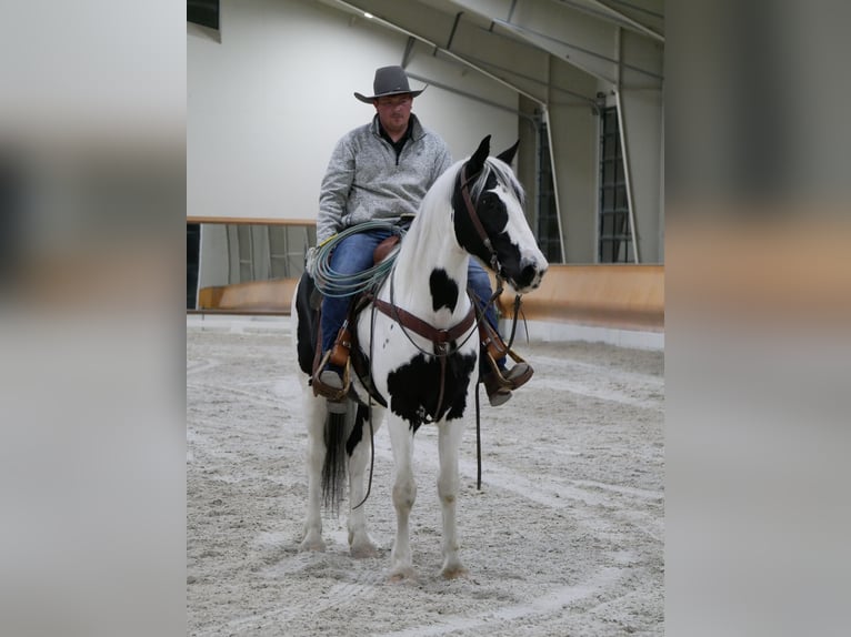 Friesen Mix Wallach 15 Jahre 163 cm in Lancaster, PA