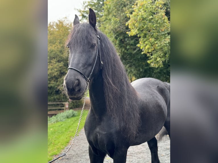 Friesen Wallach 15 Jahre 164 cm Rappe in Wadern