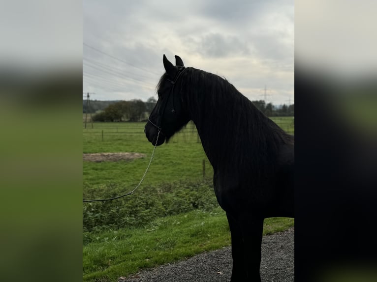 Friesen Wallach 15 Jahre 164 cm Rappe in Wadern