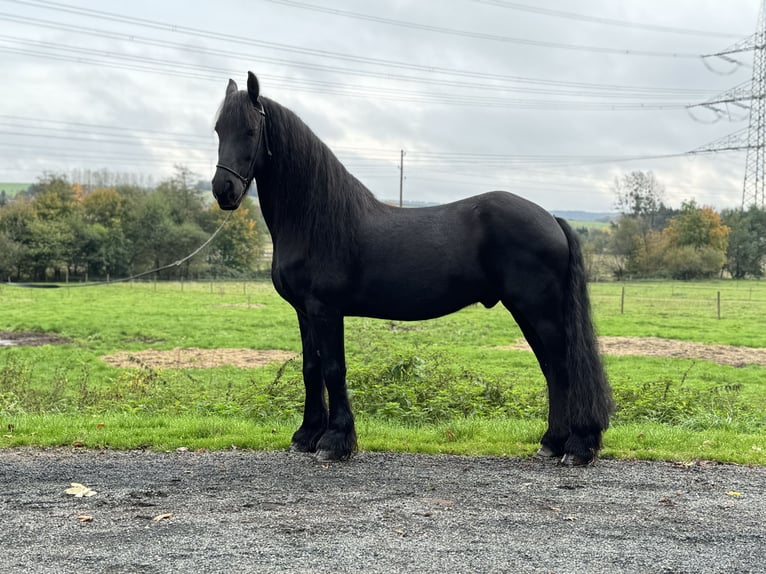 Friesen Wallach 15 Jahre 164 cm Rappe in Wadern