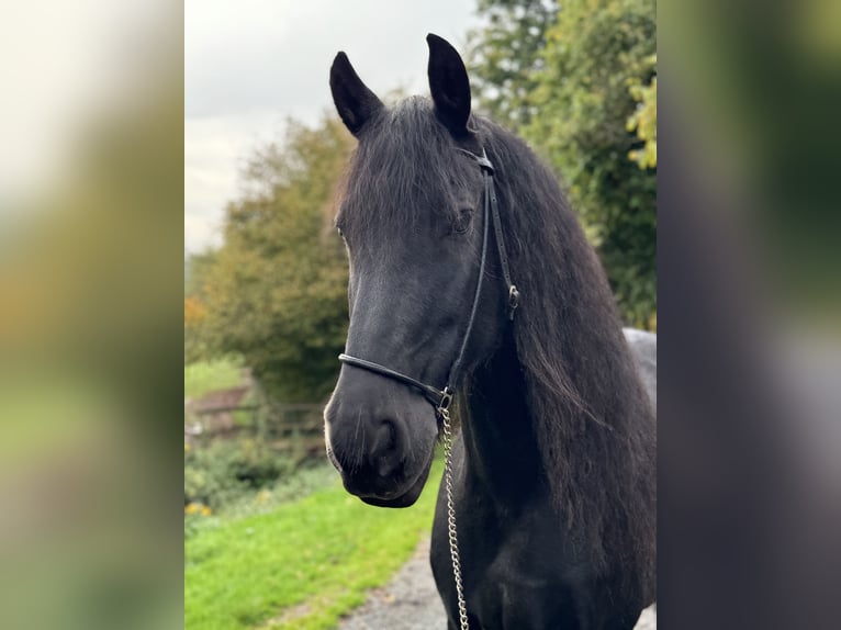 Friesen Wallach 15 Jahre 164 cm Rappe in Wadern