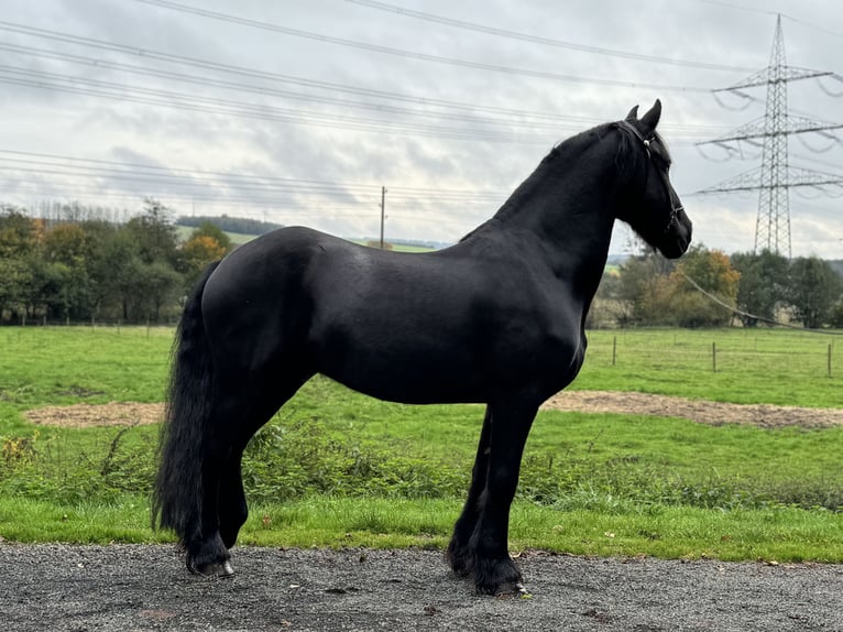 Friesen Wallach 15 Jahre 164 cm Rappe in Wadern