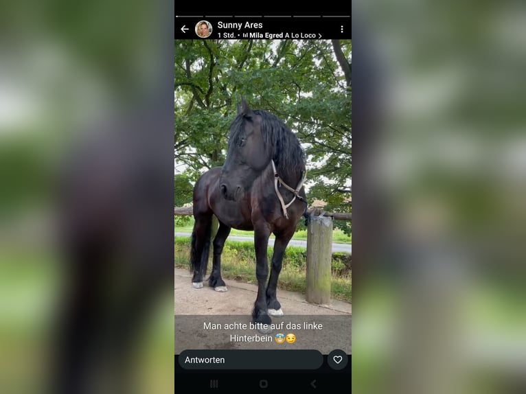 Friesen Wallach 15 Jahre 168 cm Rappe in Maintal