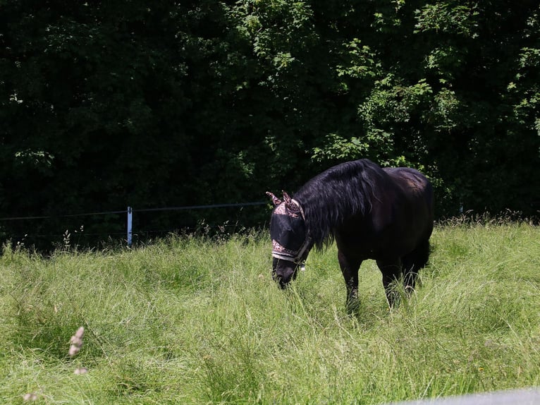 Friesen Wallach 15 Jahre 168 cm Rappe in Maintal