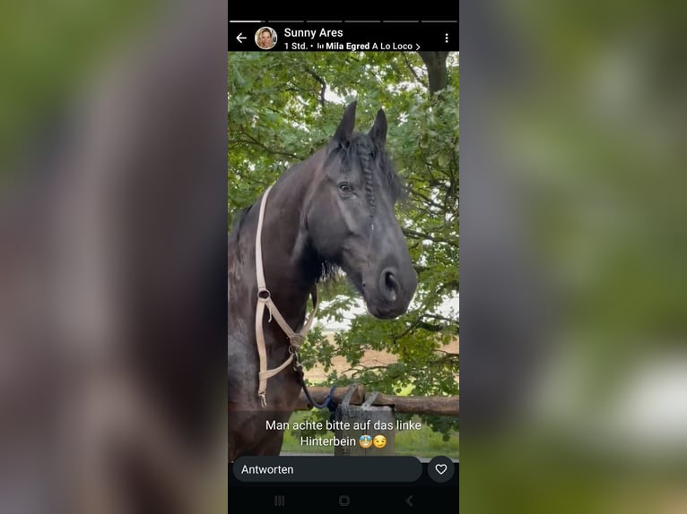 Friesen Wallach 15 Jahre 168 cm Rappe in Maintal