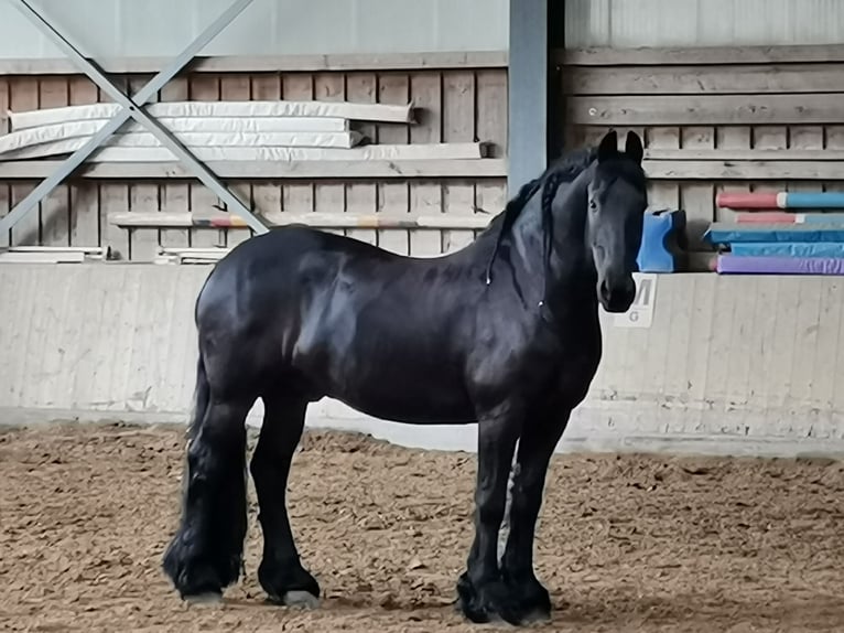 Friesen Wallach 15 Jahre 173 cm Rappe in K&#xF6;ngen