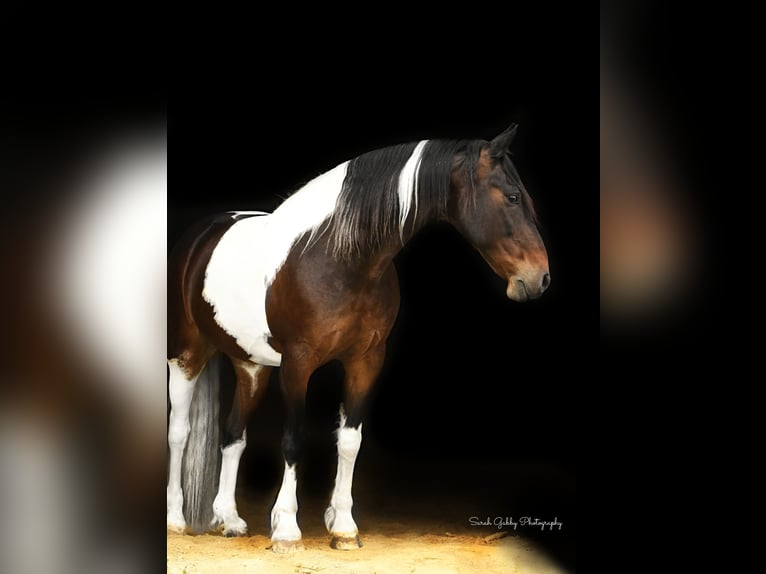 Friesen Wallach 15 Jahre Tobiano-alle-Farben in Oelwein IA