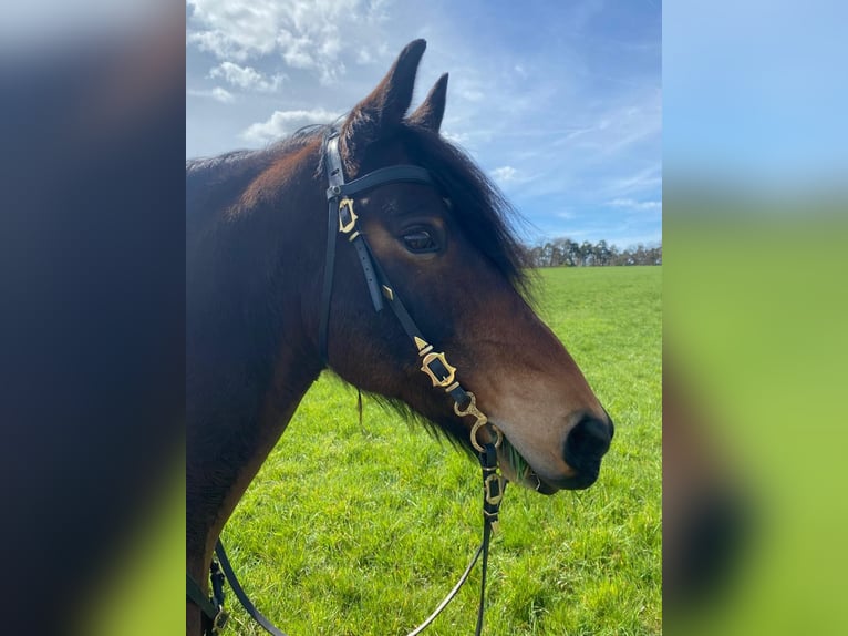 Friesen Mix Wallach 16 Jahre 155 cm Brauner in Limbach