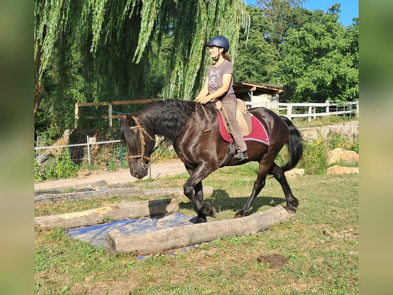 Friesen Wallach 16 Jahre 156 cm Rappe in Bayerbach