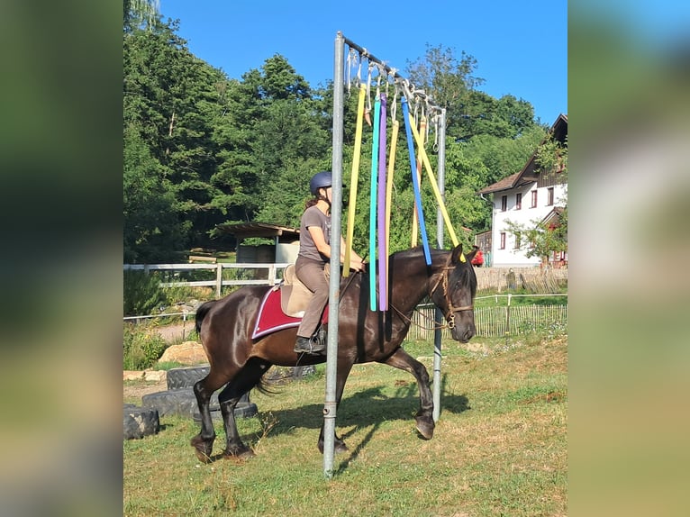 Friesen Wallach 16 Jahre 156 cm Rappe in Bayerbach