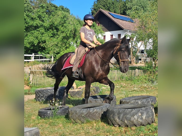 Friesen Wallach 16 Jahre 156 cm Rappe in Bayerbach
