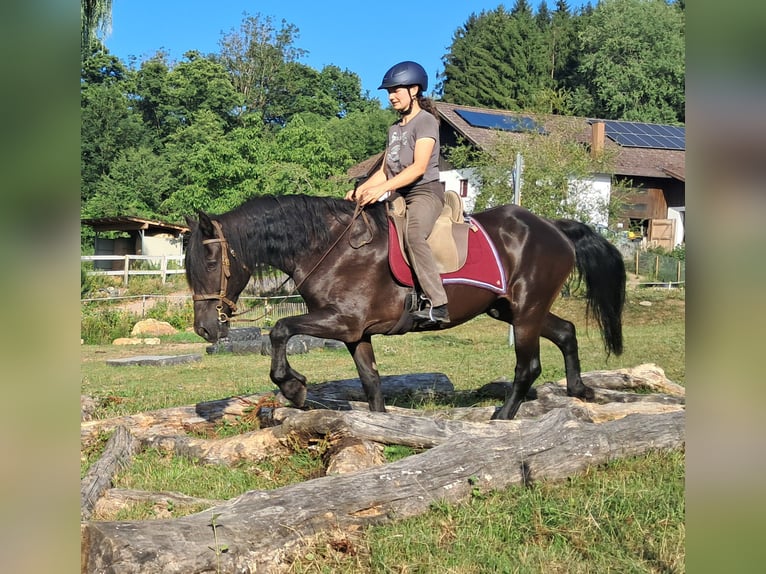 Friesen Wallach 16 Jahre 156 cm Rappe in Bayerbach