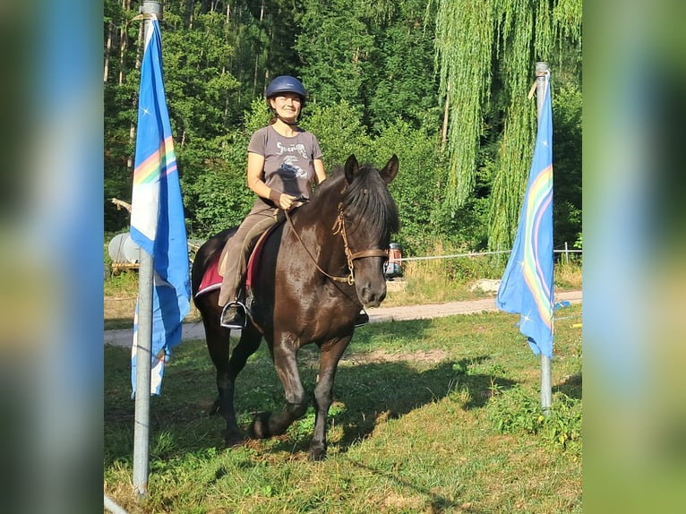 Friesen Wallach 16 Jahre 156 cm Rappe in Bayerbach