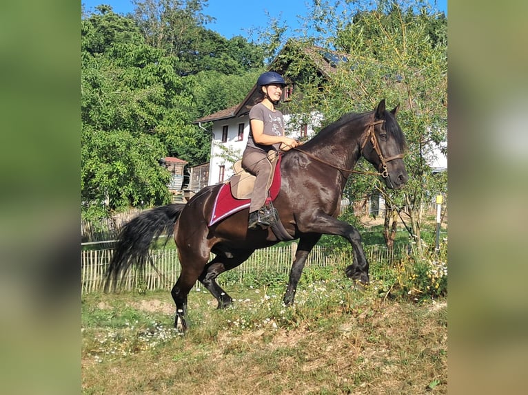 Friesen Wallach 16 Jahre 156 cm Rappe in Bayerbach