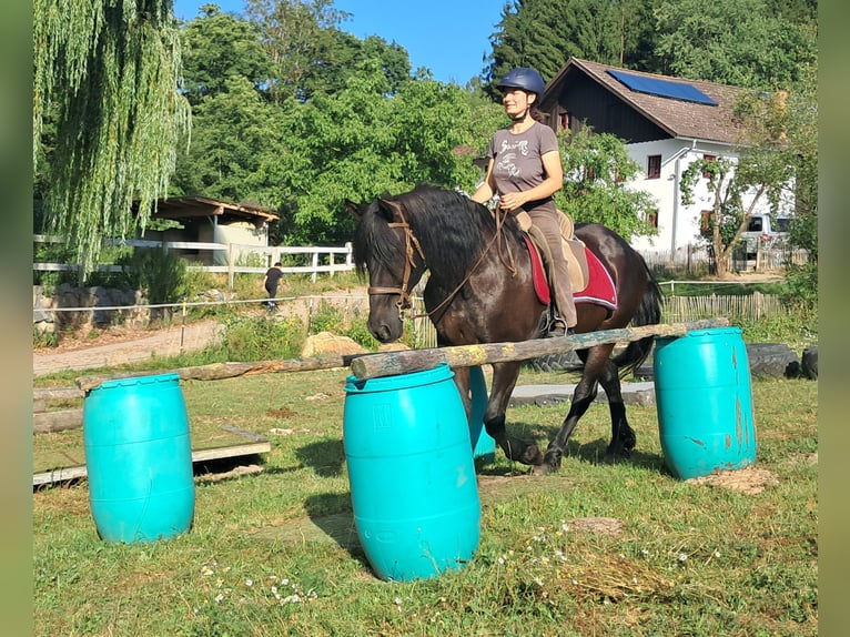Friesen Wallach 16 Jahre 156 cm Rappe in Bayerbach