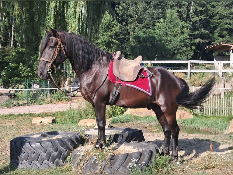 Friesen Wallach 16 Jahre 156 cm Rappe in Bayerbach